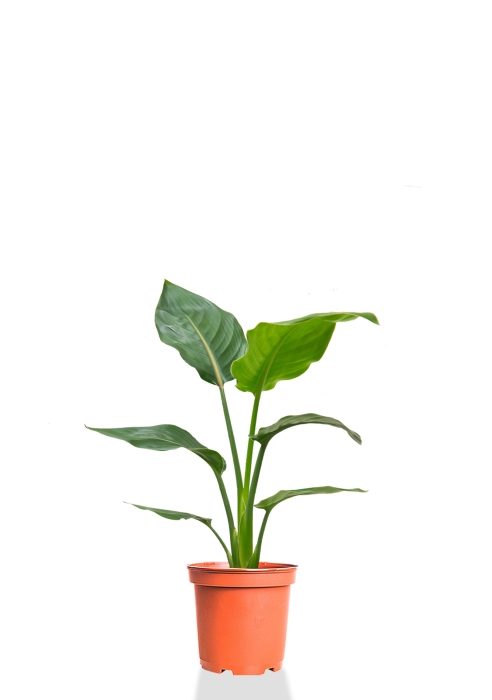 Стрелиция Регина 17/80 см