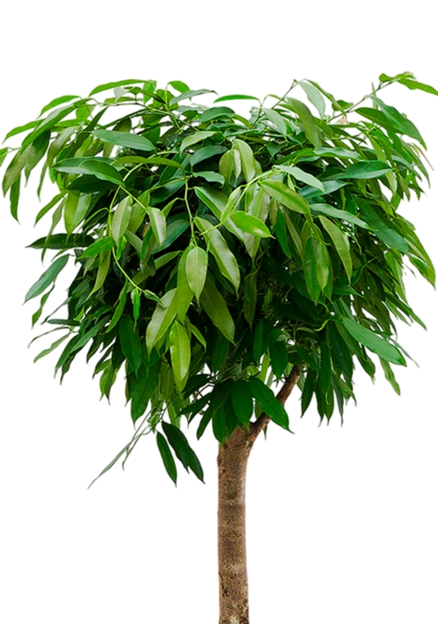 Фикус Амстел Кинг на штамбе 31/140 в CLASSICO COLOR 35