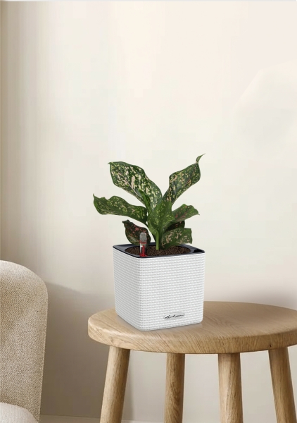 Аглаонема Анимани 12 см в CUBE Color 16