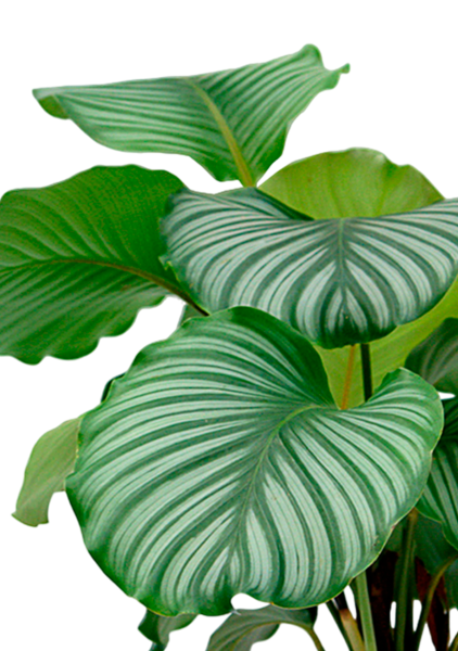 Калатея Орбифолия 12/40 см в OJO