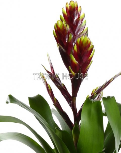 Вриезия Карли бордовая 12/40 см