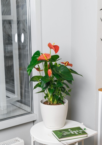 Антуриум Андре оранжевый 17/60 см