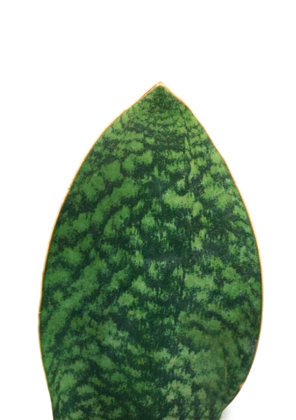 Сансевиерия Биг Лиф Грин 19/50 см в CLASSICO 21