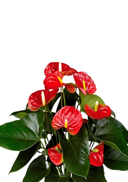 Антуриум Андрианум красный 17/60 см в CLASSICO COLOR 21