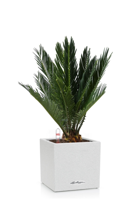 Цикас CANTO STONE 14/40 см Песочный белый