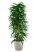 Фикус Али пирамида 46/260 см в CLASSICO COLOR 60