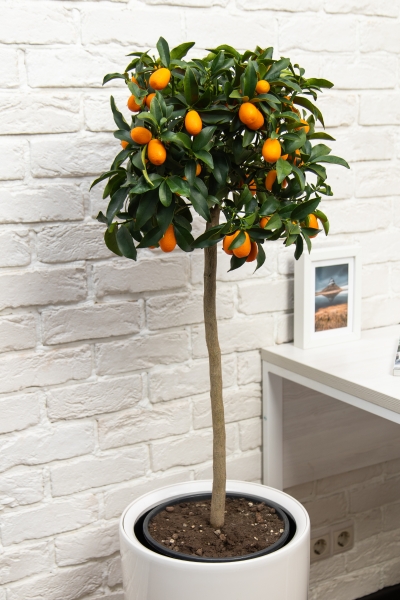 Цитрофортунелла Кумкват на стволе 26/100 см в CLASSICO COLOR 35 Цитрофортунелла Кумкват на стволе 26/100 см в CLASSICO COLOR 35