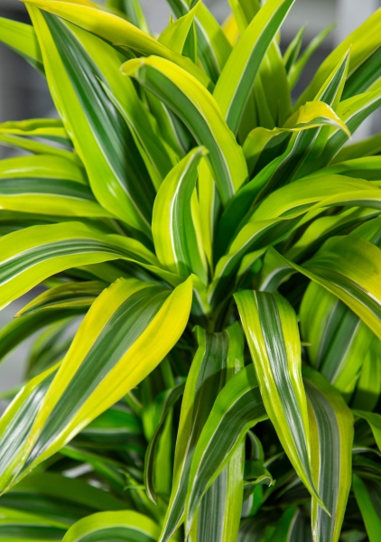 Драцена Лемон Лайм бранч 27/120 см в LAMELA Finezja 40x40 Драцена Лемон Лайм бранч 27/120 см в LAMELA Finezja 40x40