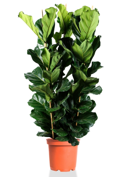 Фикус Лирата Эксклюзив 34/180 см