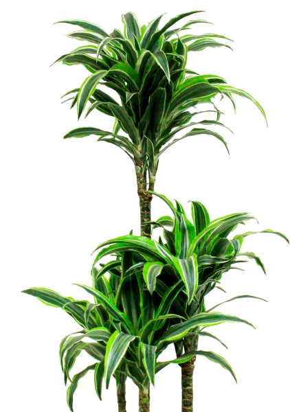 Драцена Сюрприз 3 ствола 21/110 см