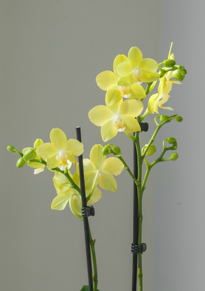 Орхидея Фаленопсис 2 ствола желтая 12/60 см