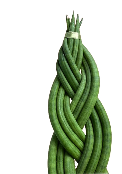 Сансевиерия цилиндрика косичка в PURO 20