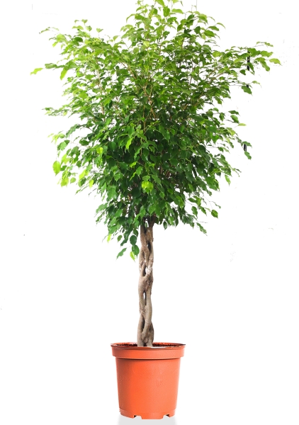 Фикус Бенджамина Экзотика переплетенный 40/190 см Фикус Бенджамина Экзотика переплетенный 40/190 см