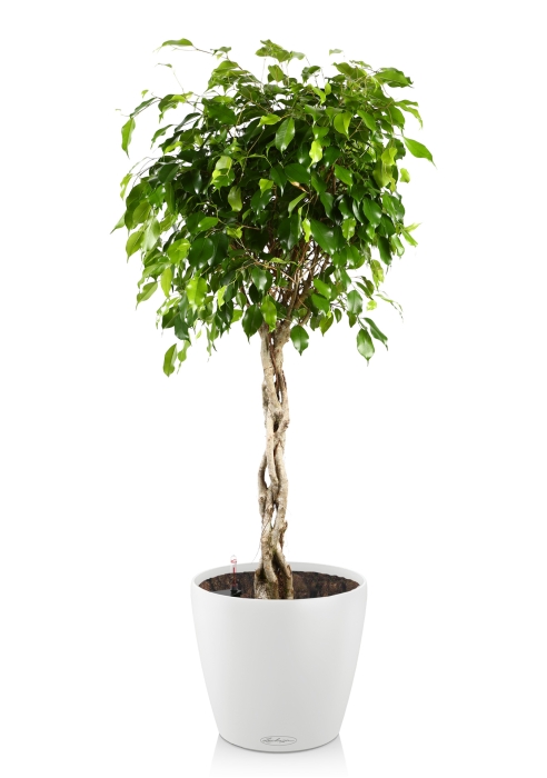Фикус Экзотика переплетенный CLASSICO COLOR 35, Белый