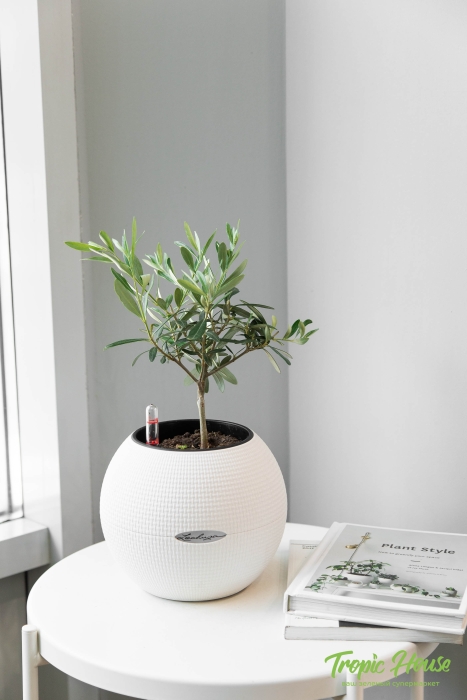 Олива в PURO 20