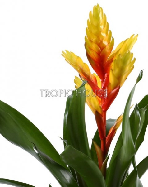 Вриезии микс в RONDO 32 Вриезии микс в RONDO 32