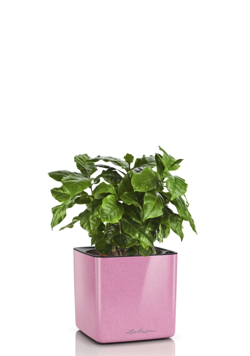 Кофе в CUBE Glossy Kiss 14, нежно-розовый блестящий