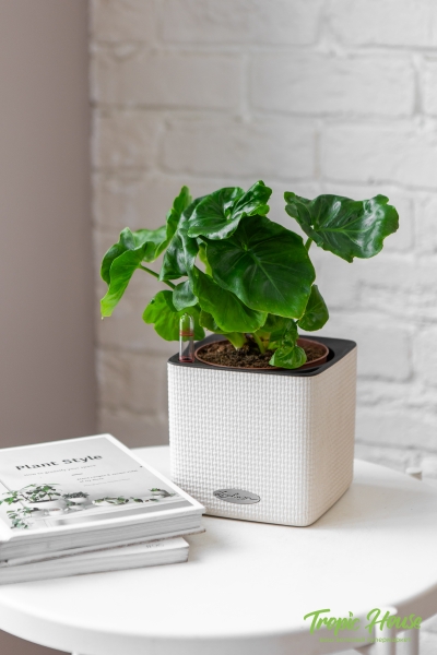 Филодендрон Атом 12/30 см