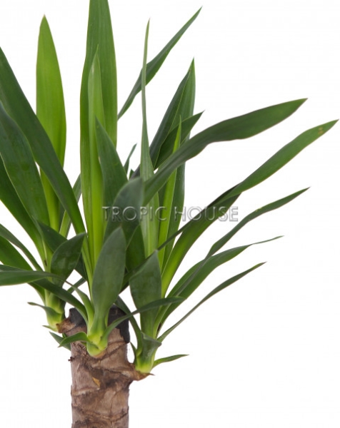 Юкка в CUBE GLOSSY 14