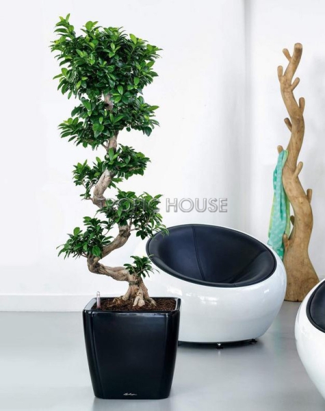 Кашпо LECHUZA QUADRO LS 43х40 см