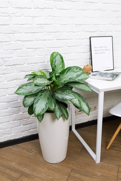 Аглаонема Сильвер Бей в RONDO 32