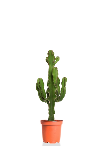 Эуфорбия 19/90 см