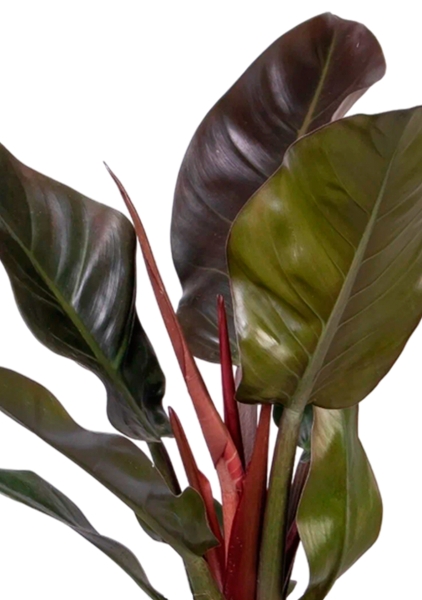 Филодендрон Империал Ред 15/40 в CLASSICO 18 Филодендрон Империал Ред 15/40 в CLASSICO 18