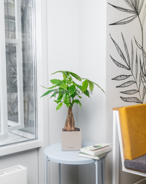 Пахира в CANTO STONE 14 Пахира в CANTO STONE 14