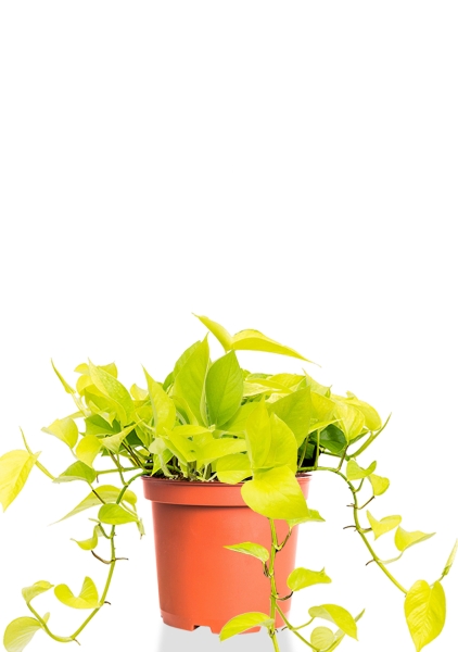 Сциндапсус Голден Потос 15/40 см Сциндапсус Голден Потос 15/40 см