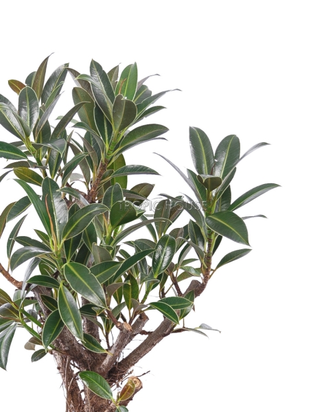 Фикус Эластика бранч в Classico Color 28