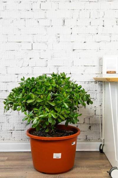 Крассула Овата 44/70 см