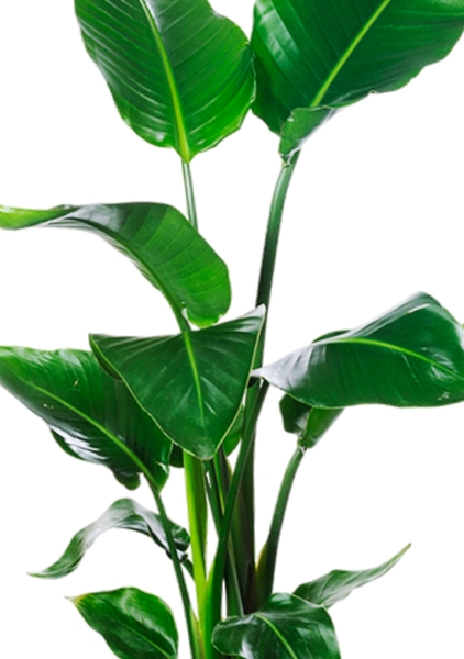 Стрелиция Николай 19/90 в CANTO STONE HIGH 30 Стрелиция Николай 19/90 в CANTO STONE HIGH 30