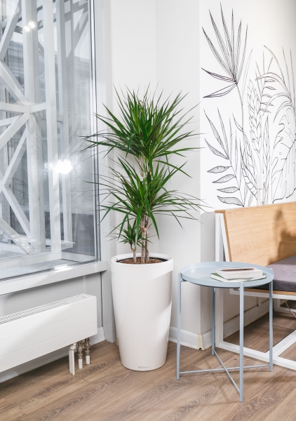 Драцена Маргината 3 ствола 21/120 см