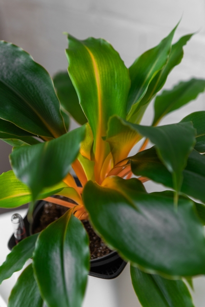 Хлорофитум Фаер Флеш в CUBE COLOR 14