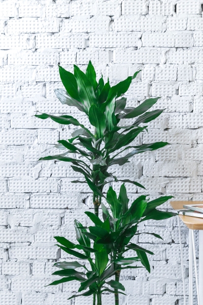 Драцена Джанет Линд 3 ствола 21/90 см Драцена Джанет Линд 3 ствола 21/90 см