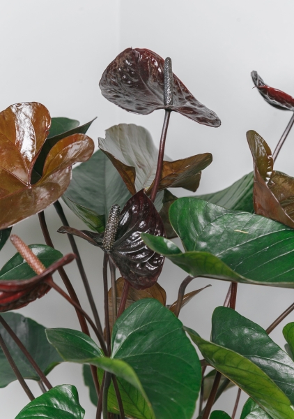 Антуриум Андре шоколадный 17/55 см в QUADRO LS 28