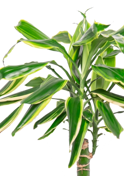 Драцена Голден Кост 1 ствол 12/40 см