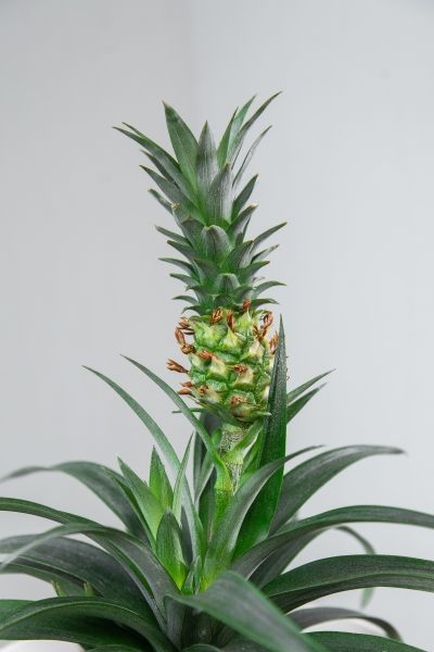 Ананас 15/50 см в CLASSICO 21