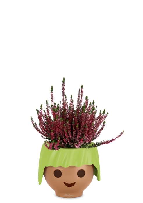 Вереск (Эрика) бордовый в OJO