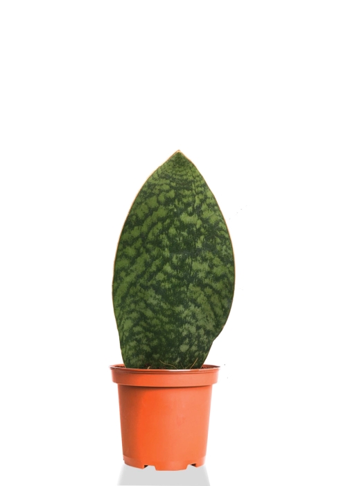 Сансевиерия Масониана 10/30 см