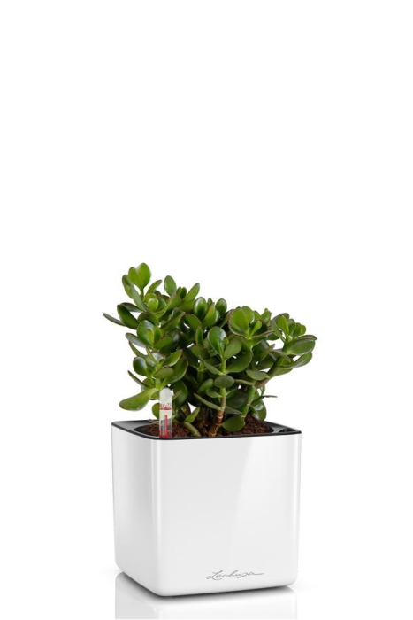 Крассула в CUBE GLOSSY 14, белый блестящий 