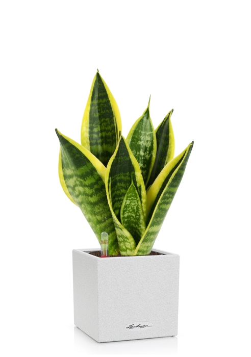 Сансевиерия Футура Суперба в CANTO STONE 14, белый песок