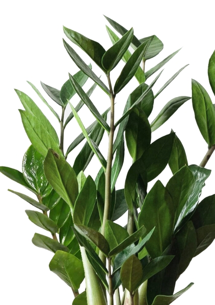 Замиокулькас 12/45 в PURO 20