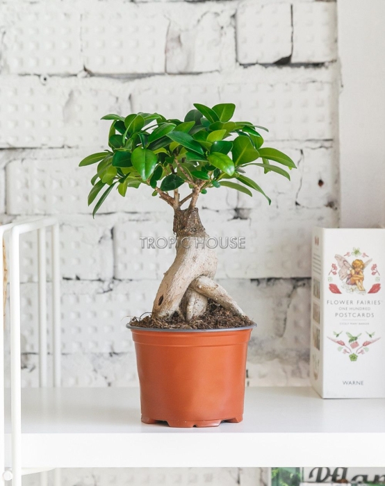 Фикус Микрокарпа 12/30 см в LAMELA MAGNOLIA fi 135