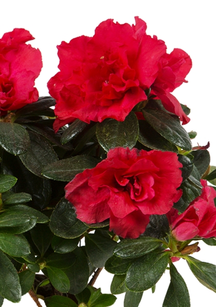 Азалия индика красная 12/25 см в CLASSICO 18