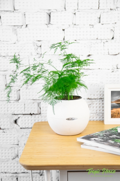 Аспарагус в PURO 20