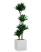 Драцена Компакта 4 ствола 24/130 см в CANTO STONE LOW 30