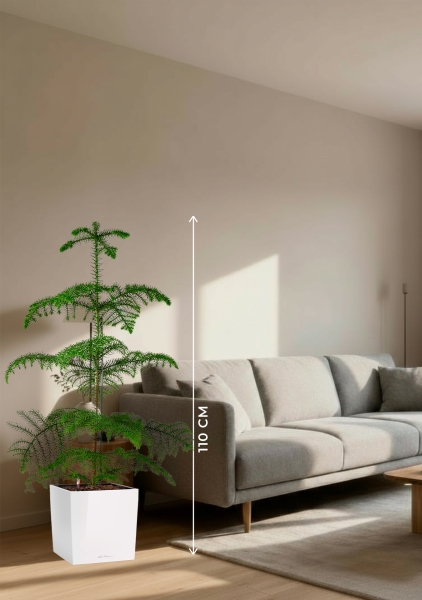 Араукария гетерофилла 24/110 в CUBE 30