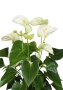 Антуриум Андрианум белый 17/60 см