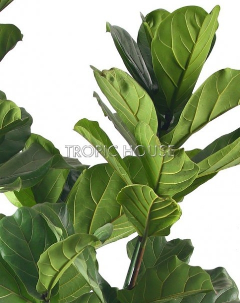 Фикус Лирата 3 ствола в RONDO 40